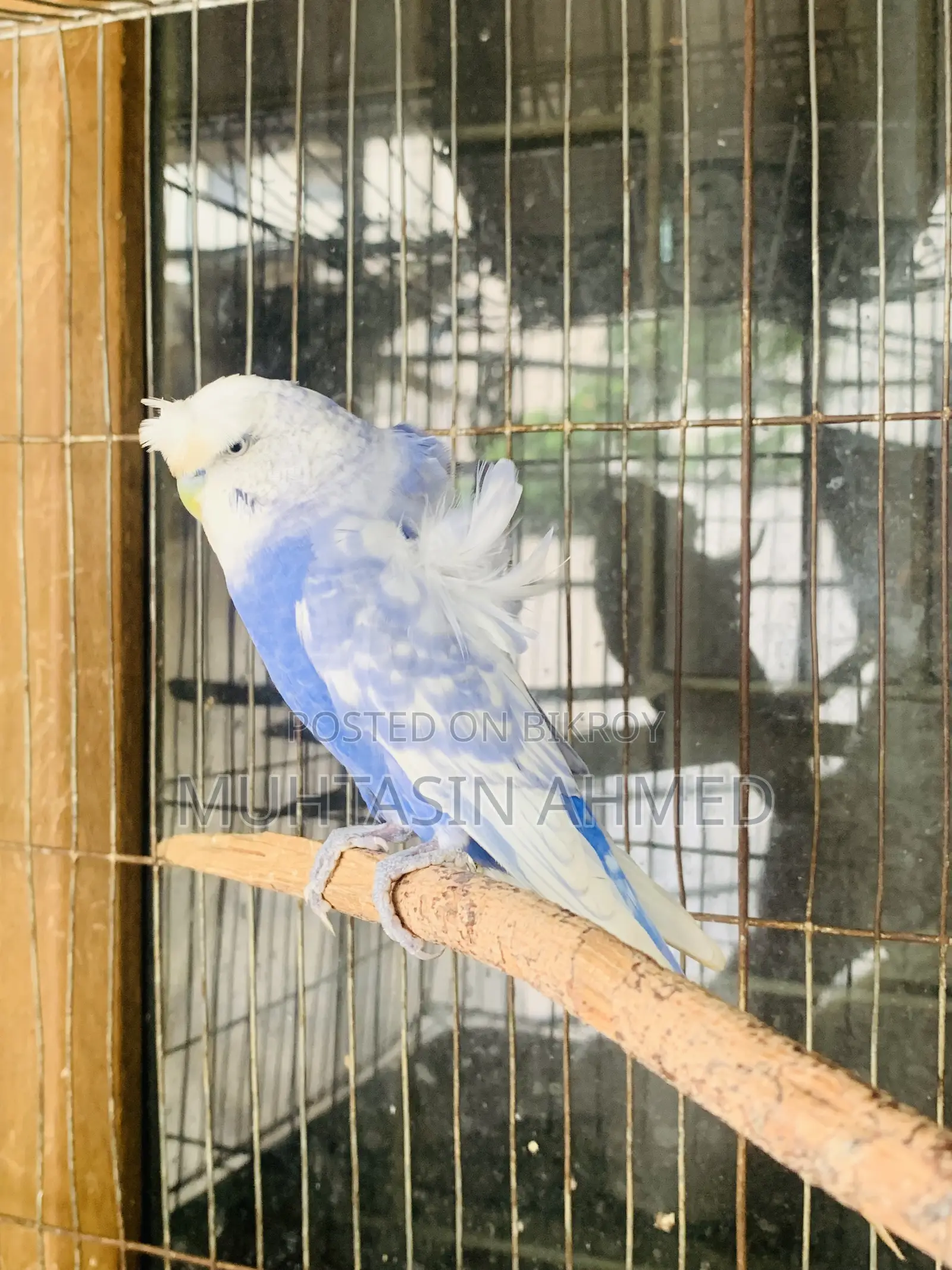 Jp Budgies Male
