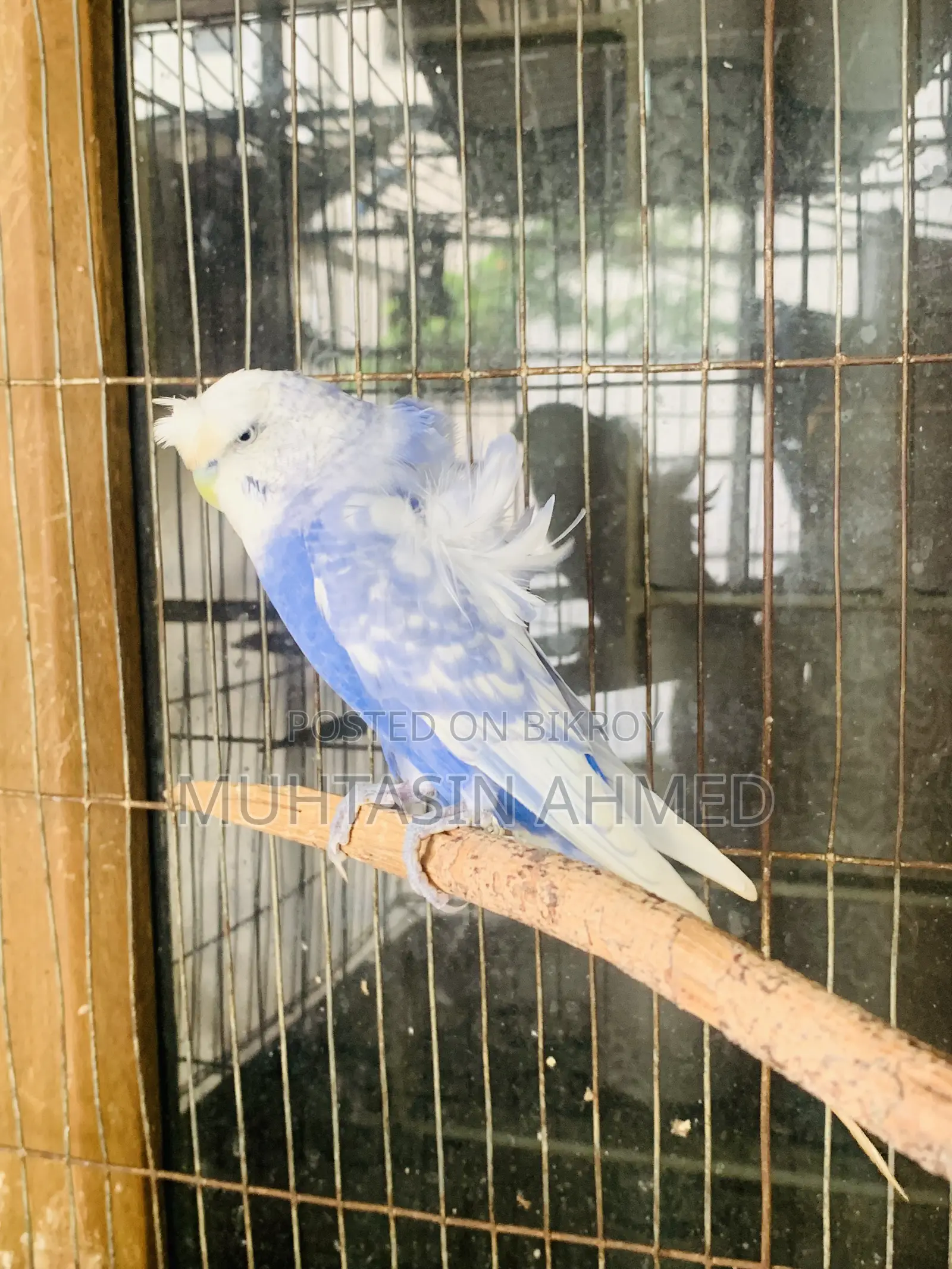 Jp Budgies Male