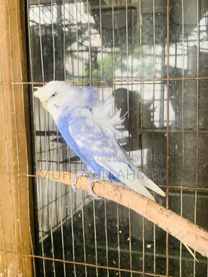 Jp Budgies Male