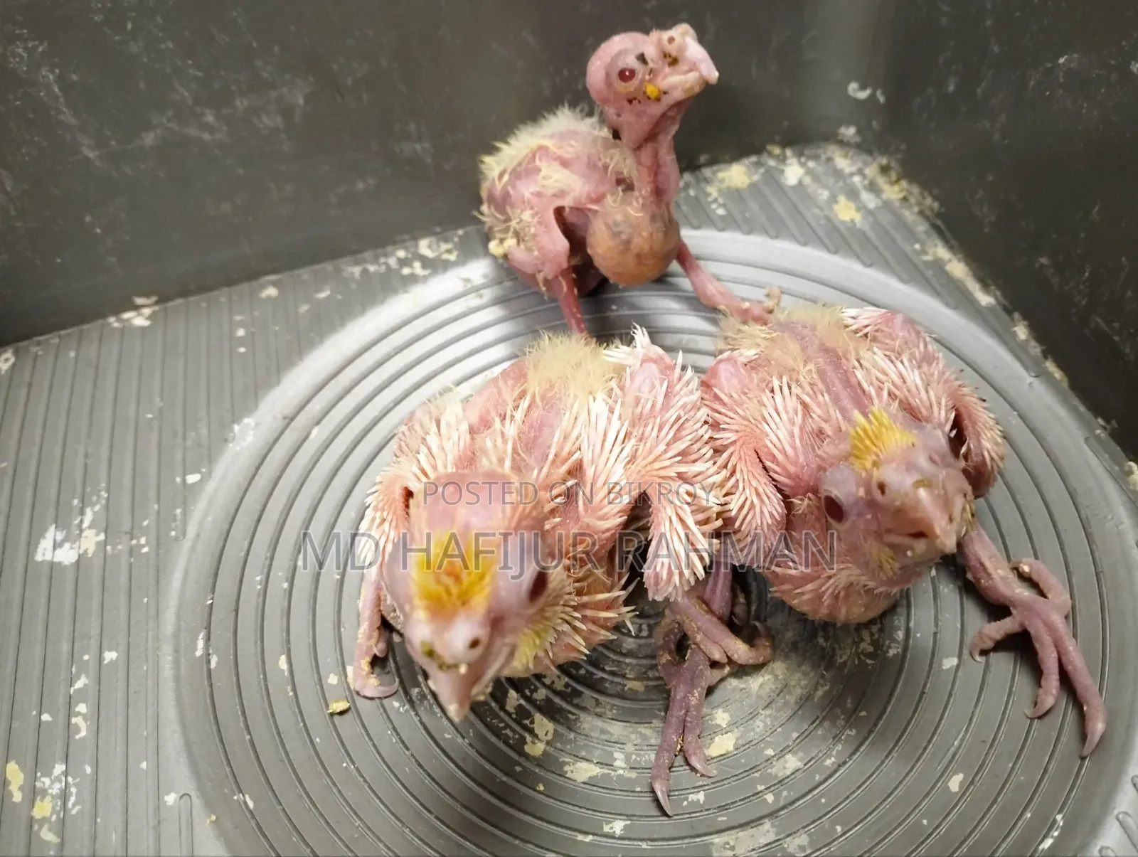 Cockatiel Tame Size Baby কোকাটেল টেম সাইজ বেবি