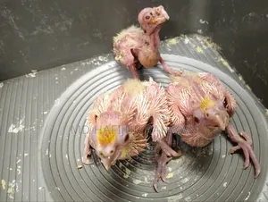 Cockatiel Tame Size Baby কোকাটেল টেম সাইজ বেবি