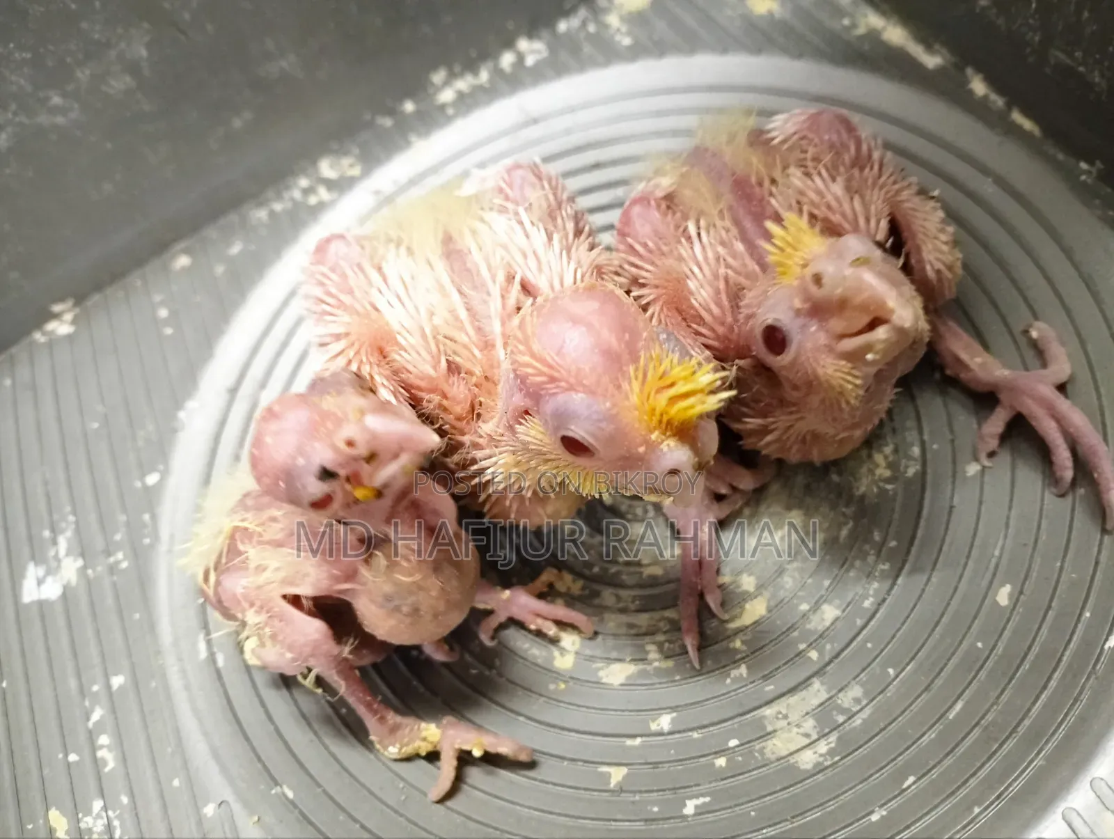Cockatiel Tame Size Baby কোকাটেল টেম সাইজ বেবি