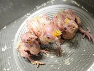 Cockatiel Tame Size Baby কোকাটেল টেম সাইজ বেবি