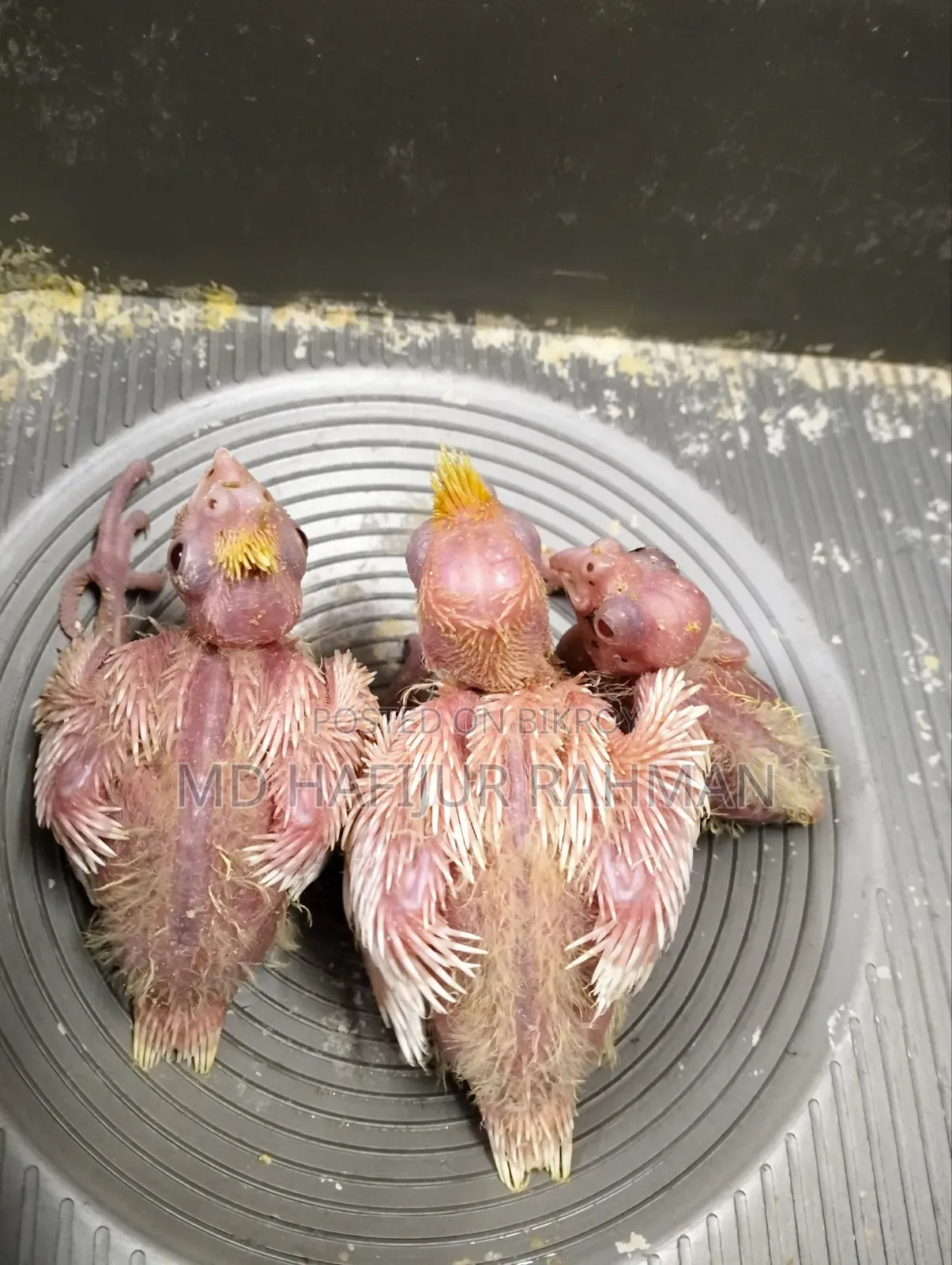 Cockatiel Tame Size Baby কোকাটেল টেম সাইজ বেবি