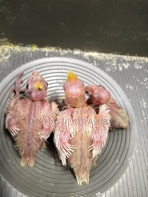 Cockatiel Tame Size Baby কোকাটেল টেম সাইজ বেবি