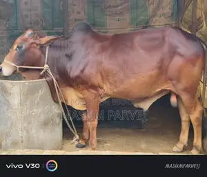 Sahiwal Cross Cow