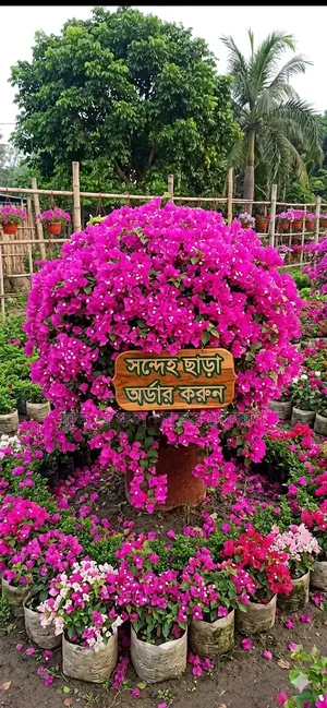 Bougainvillea Flower Plant