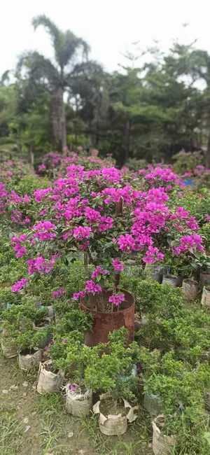 Bougainvillea Flower Plant