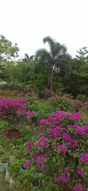 Bougainvillea Flower Plant