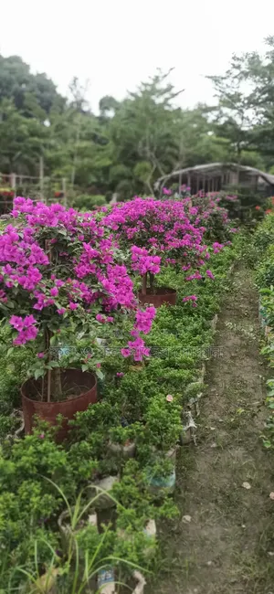 Bougainvillea Flower Plant