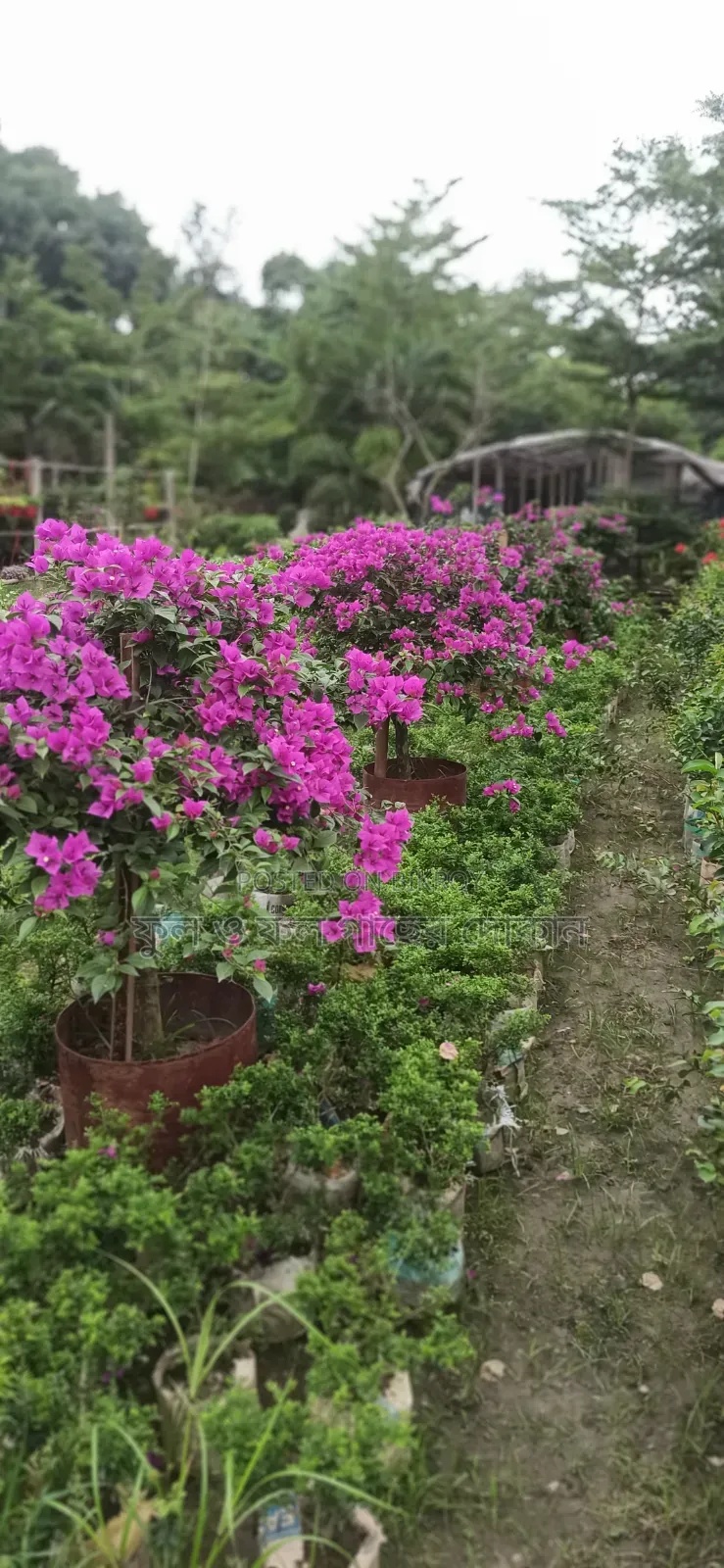 Bougainvillea Flower Plant