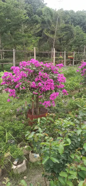 Bougainvillea Flower Plant