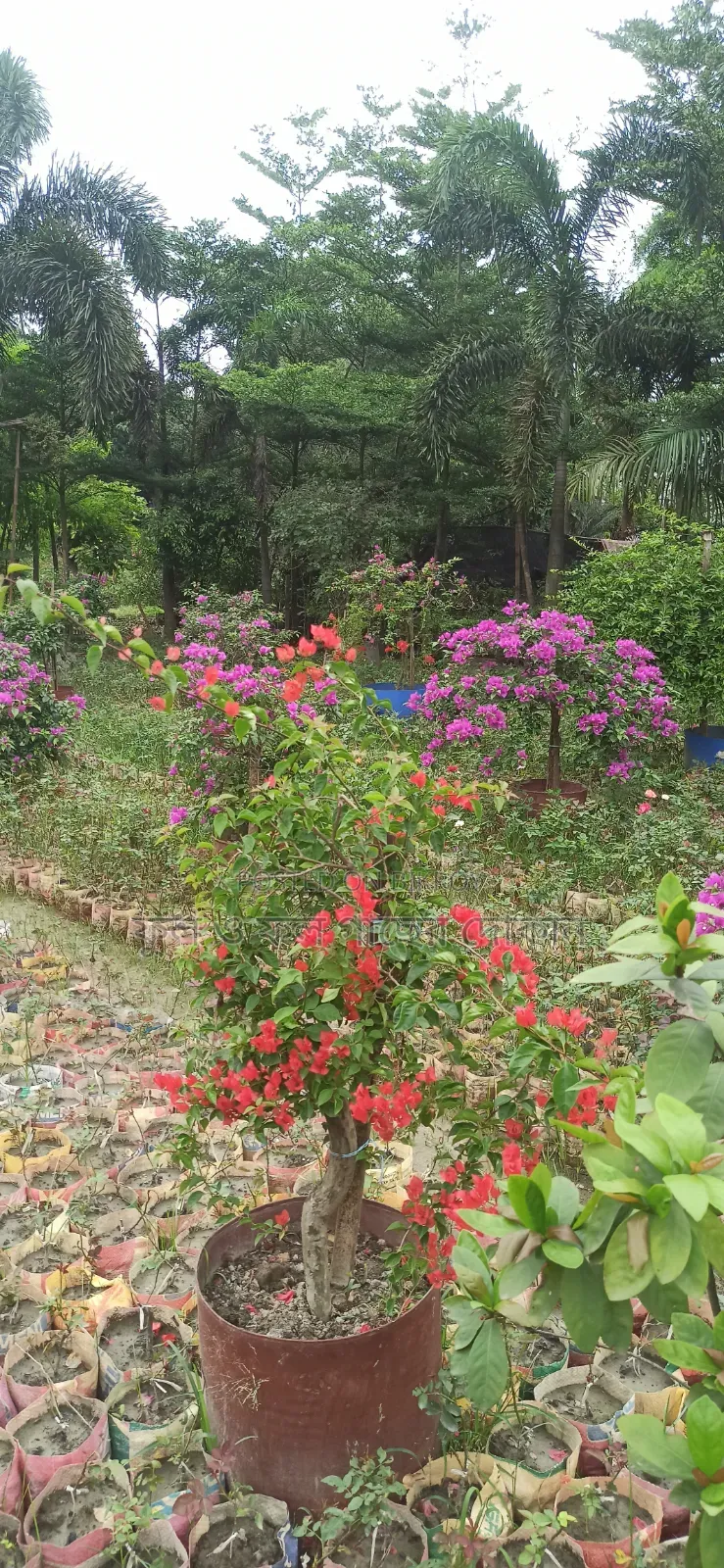 Bougainvillea Flower Plant