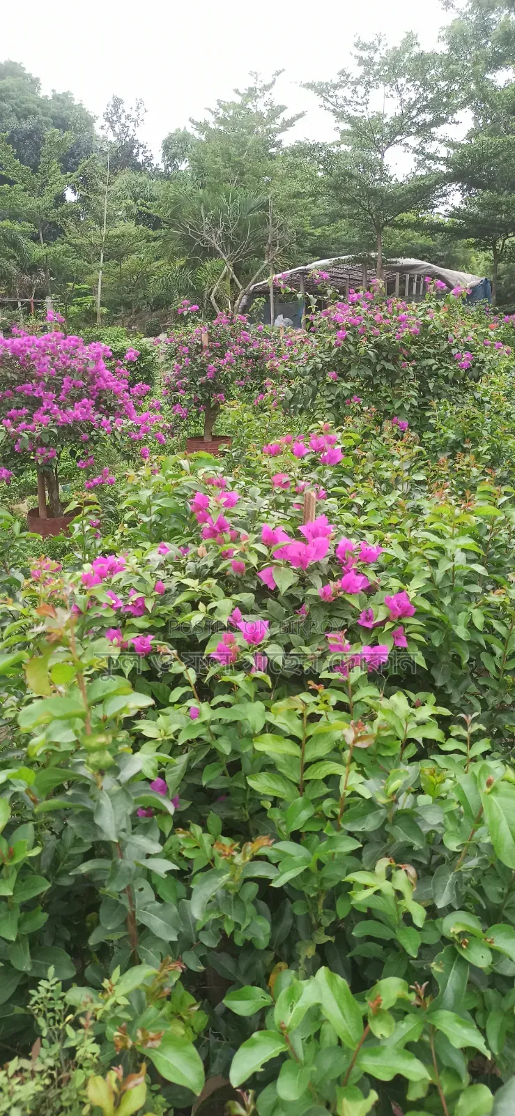 Bougainvillea Flower Plant