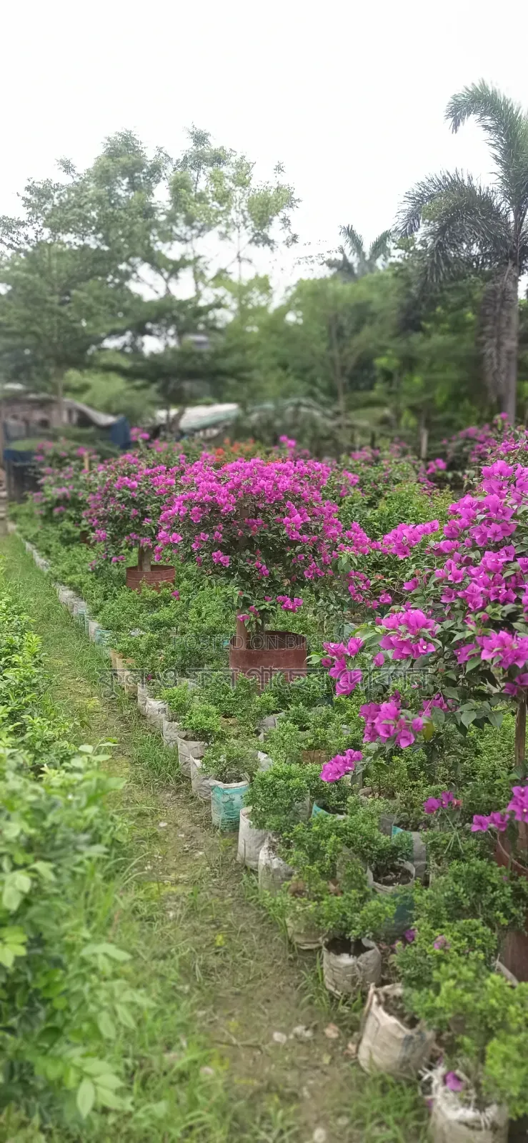 Bougainvillea Flower Plant