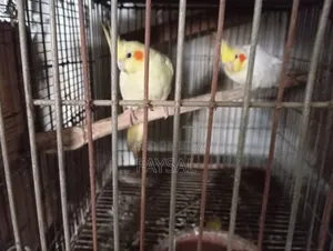 Running Cockatiel Pair
