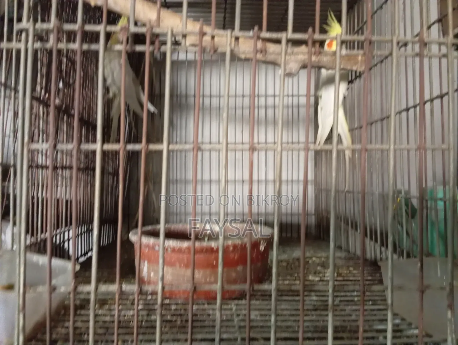 Running Cockatiel Pair