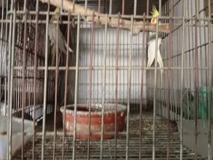Running Cockatiel Pair