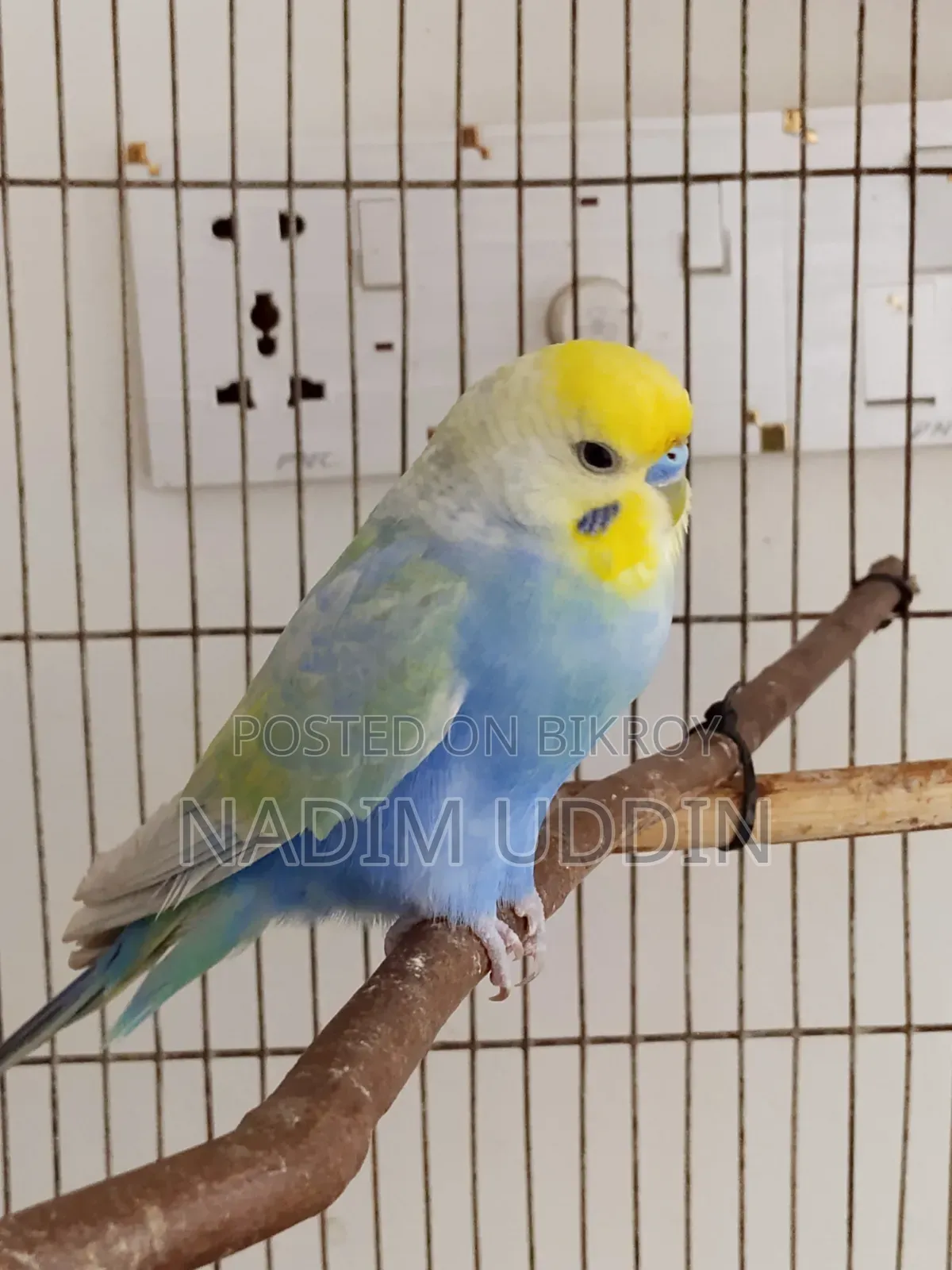Rainbow Adult Pair and Single Female