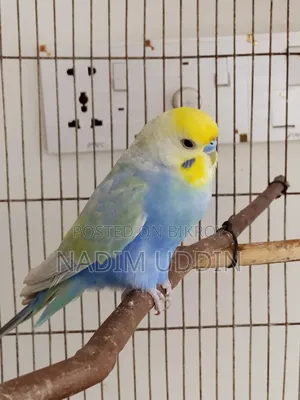 Rainbow Adult Pair and Single Female