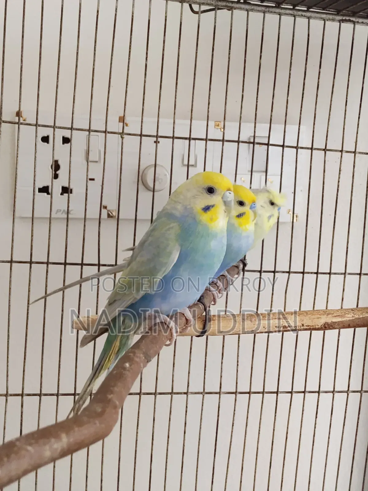 Rainbow Adult Pair and Single Female