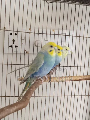 Rainbow Adult Pair and Single Female