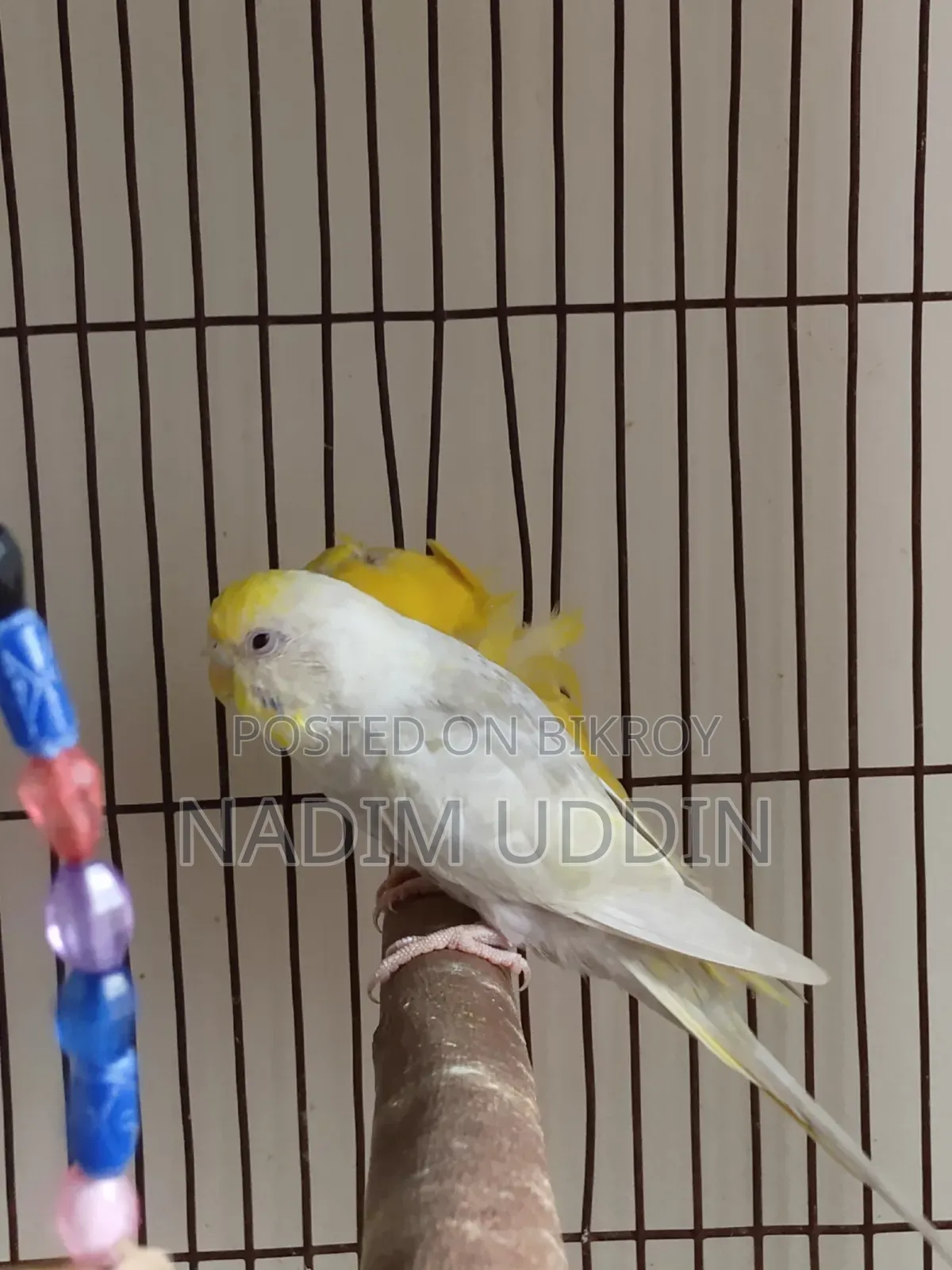 Rainbow Adult Pair and Single Female
