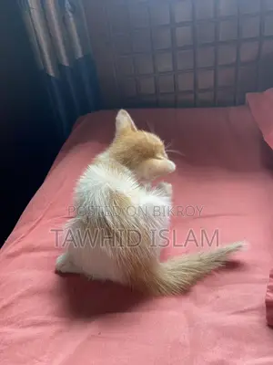 ১-৩ মাস বয়সী পুরুষ মিক্সড ব্রিড পার্সিয়ান