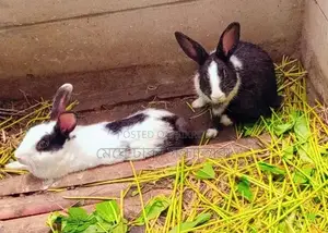 Healthy Rabbits for Sale at Affordable Prices
