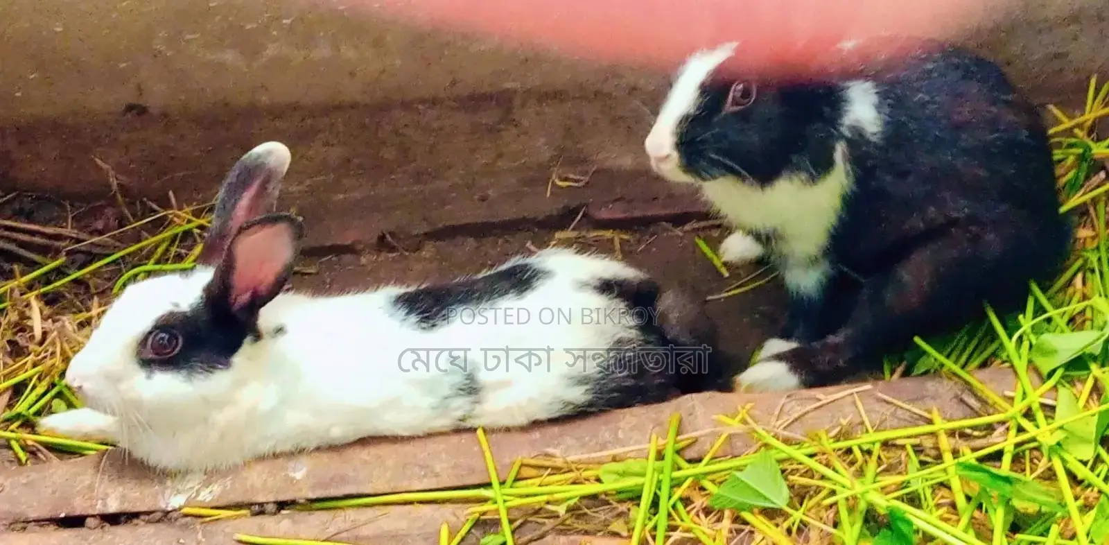 Healthy Rabbits for Sale at Affordable Prices
