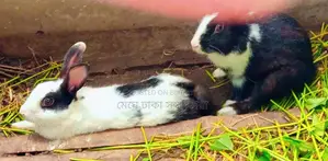 Healthy Rabbits for Sale at Affordable Prices