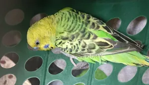 বাজগির মেল পাখি বিক্রি হবে
