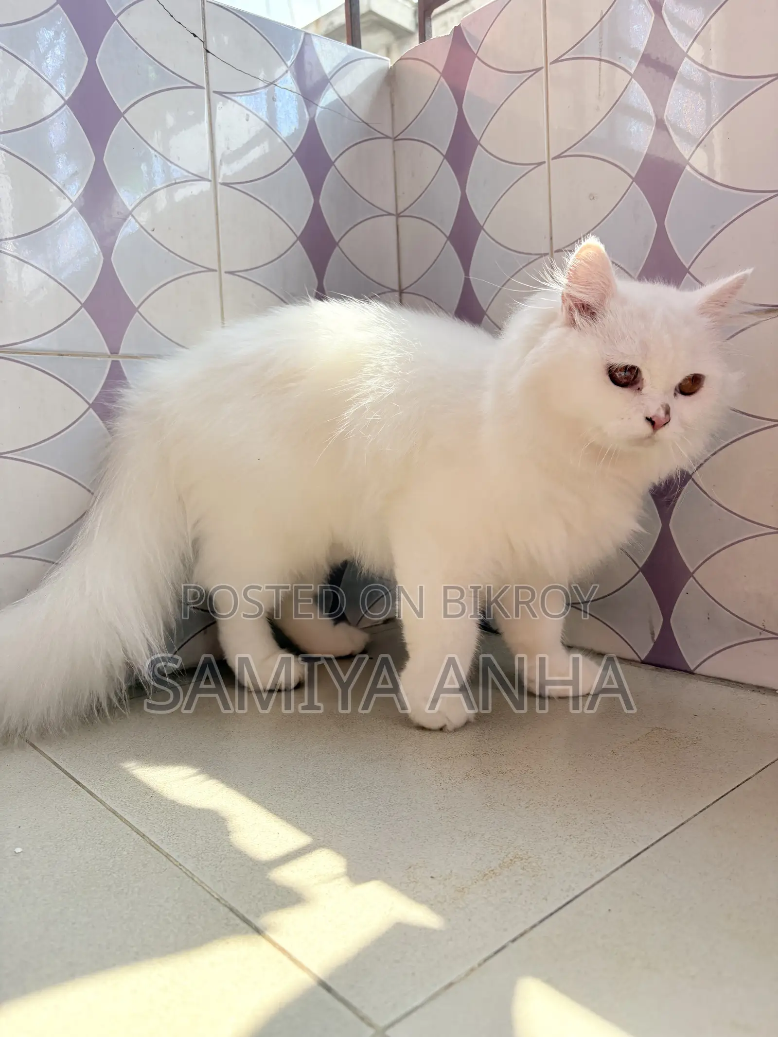 1+ Year Female Purebred Persian Cat