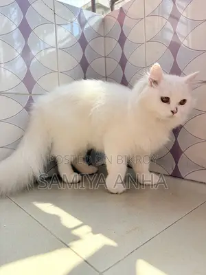 1+ Year Female Purebred Persian Cat