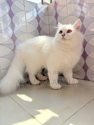 ১+ বছরের ফিমেল পিওরব্রেড পার্সিয়ান বিড়াল