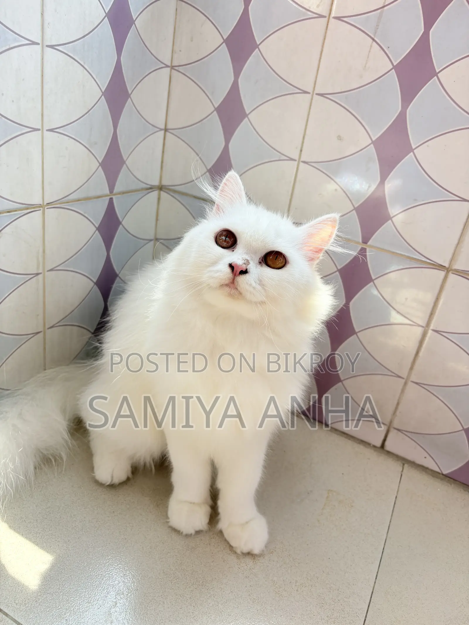 1+ Year Female Purebred Persian Cat