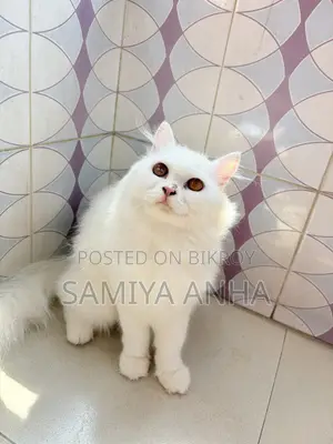 1+ Year Female Purebred Persian Cat