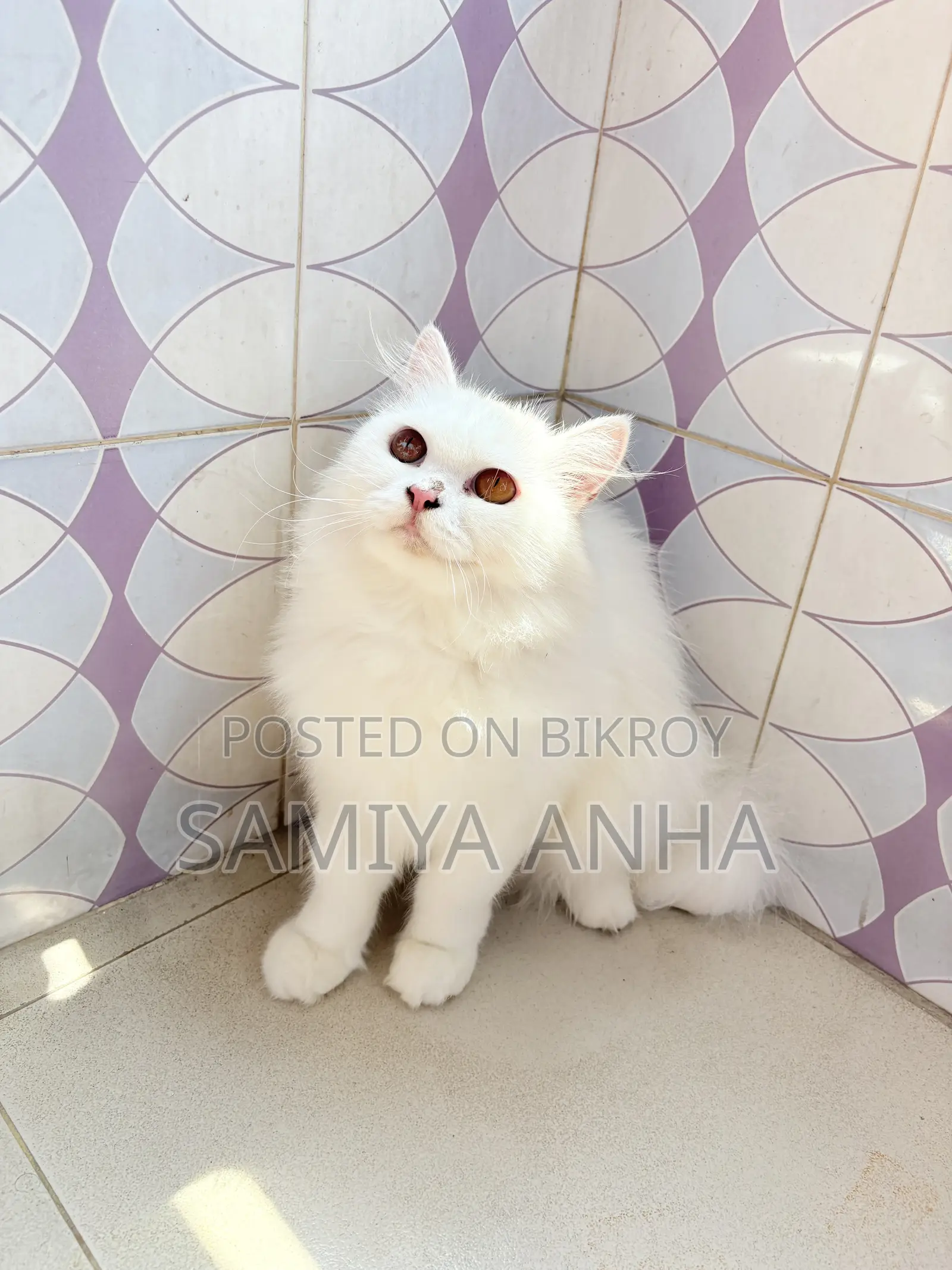 1+ Year Female Purebred Persian Cat