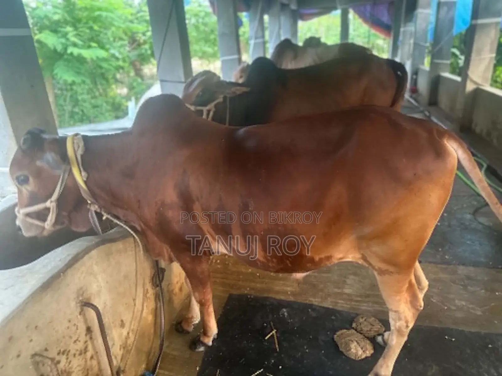 নেপালী গীর ও শাহিওয়াল ৫ টি গরু কোরবানির জন্য রেডি