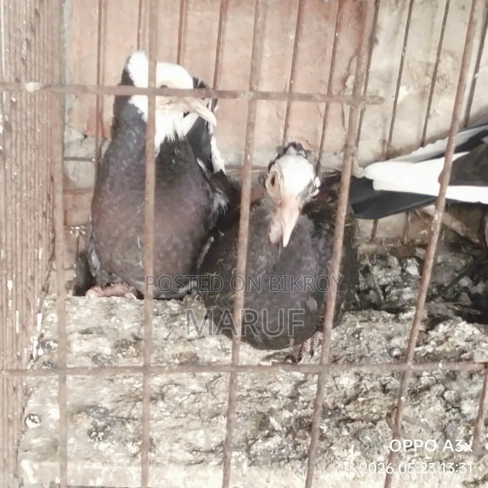 Local Pigeon Chicks