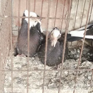 Local Pigeon Chicks