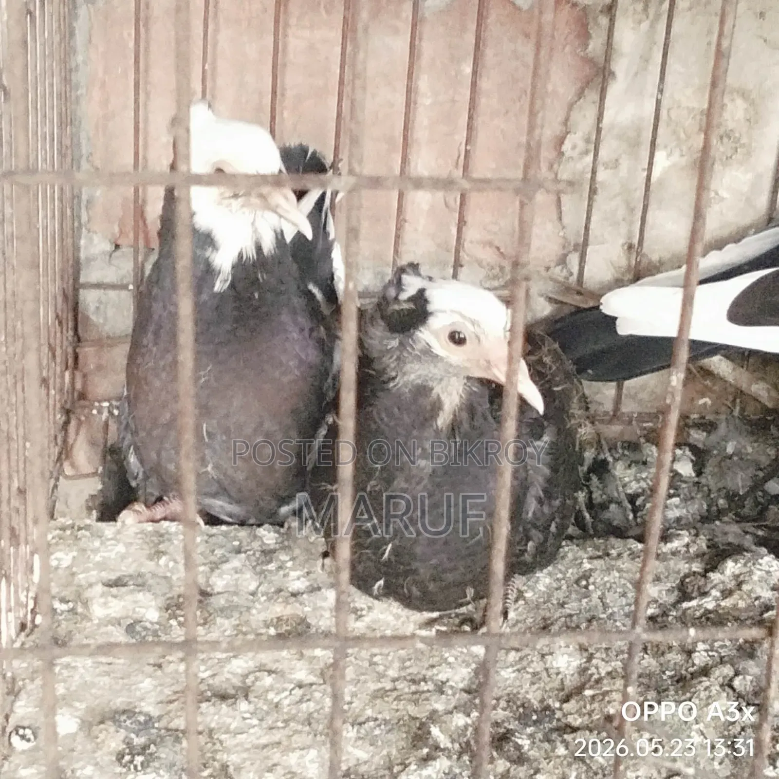 Local Pigeon Chicks