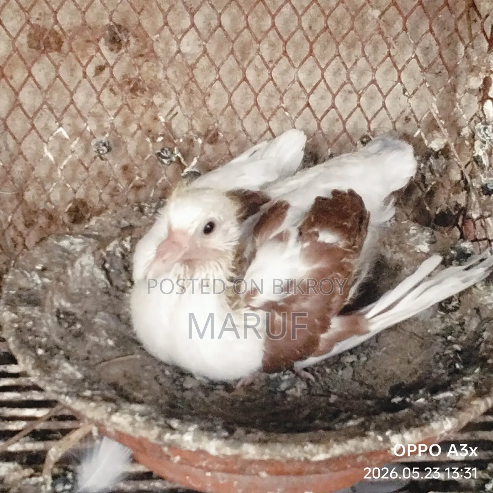 Local Pigeon Chicks