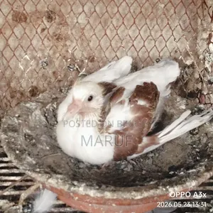 Local Pigeon Chicks
