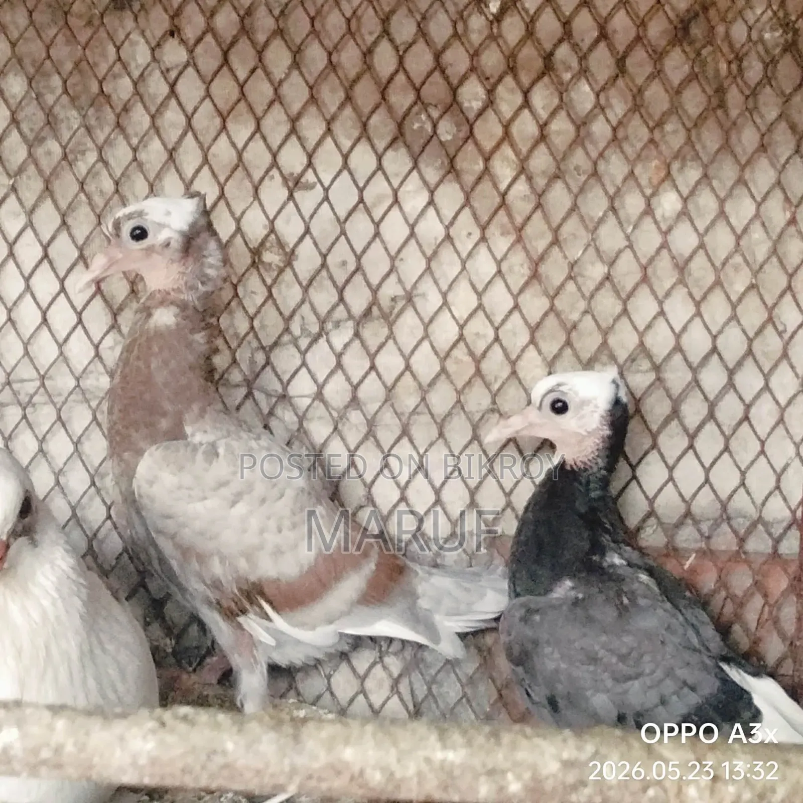 Local Pigeon Chicks