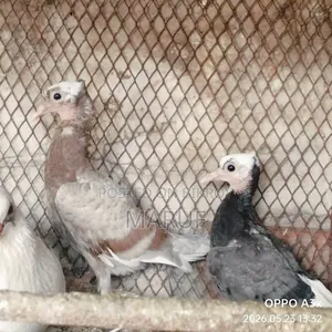 Local Pigeon Chicks
