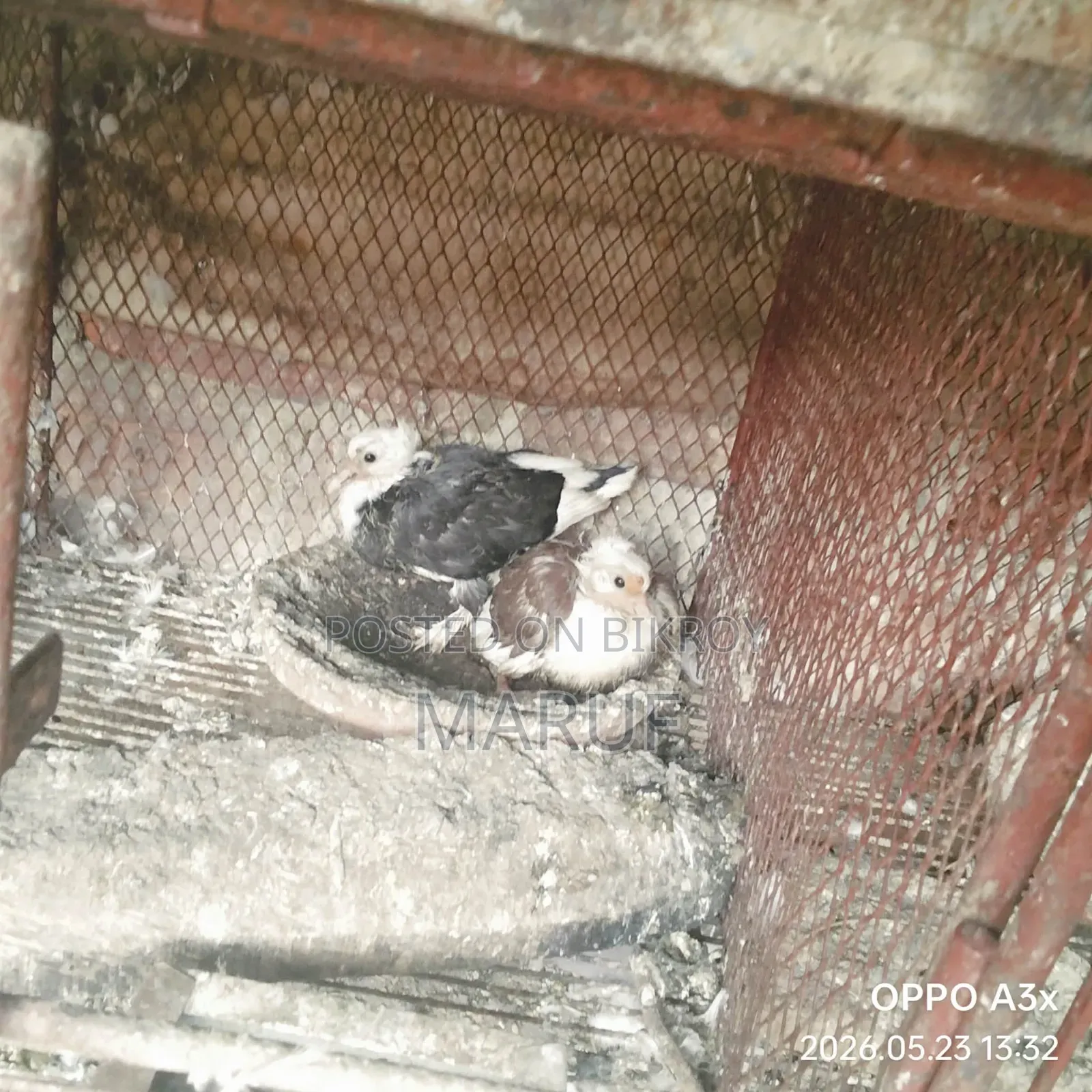 Local Pigeon Chicks