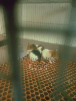 Guinea Pigs for Sale