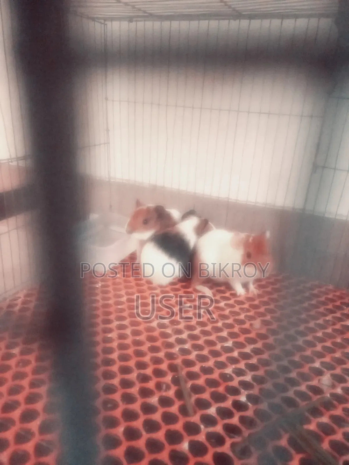 Guinea Pigs for Sale