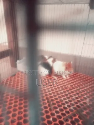 Guinea Pigs for Sale